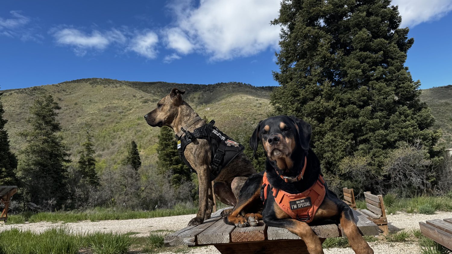 Apollo the brindle dog and Rocky the black Rottweiler sitting outdoors in the mountains